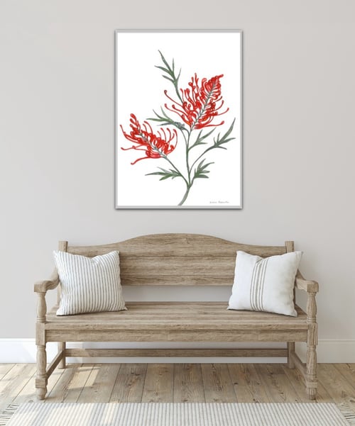 Image of Red Grevillia