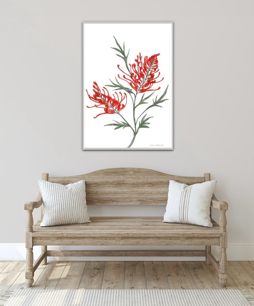 Image of Red Grevillia 