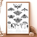 Image 5 of Flora & Fauna prints