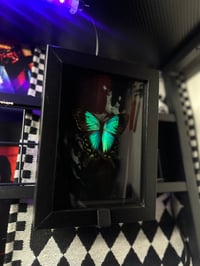 Image 1 of Sea Green Swallowtail