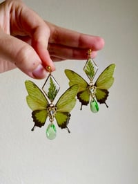 Image 1 of 🌿Fern Green Butterflies🌿