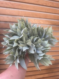 Image 1 of FLOCKED SAGE SINGLE STEM