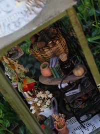 Image 2 of Greenhouse Curiosity 