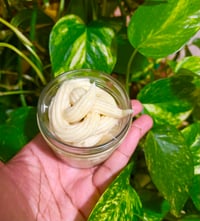 Image 3 of Aloe Whipped Body Butter