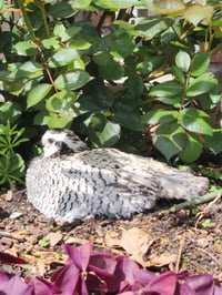 Image 1 of 32 Snowflake Quail Hatching Eggs 