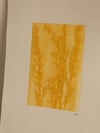 Yellow Grass Ghost 1 - Original Botanical Monoprint A4