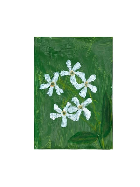 Image of Jasmin étoilé - 1 inflorescence (6)