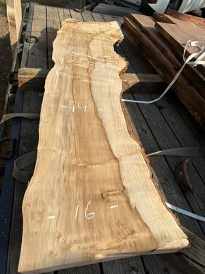 Silver maple 5A