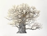 Image 2 of The Majesty Oak