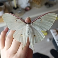 Image 2 of Luna moth