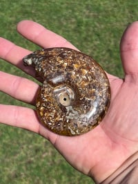 Image 14 of Ammonite Fossil | Madagascar #3051