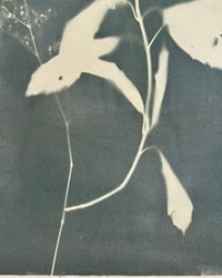 Image 5 of Japanese Laurel and Baby’s Breath in Myrtle Green