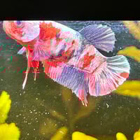Image of Copper Red Purple Gold HMPK Female