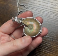 Image 4 of Ammonite (Silver)