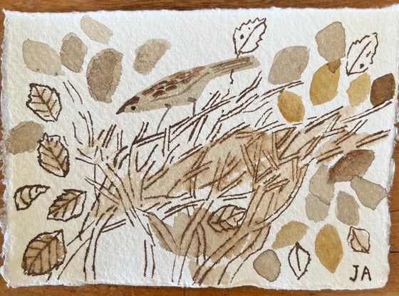 Image of Sparrow in a beech hedge ll