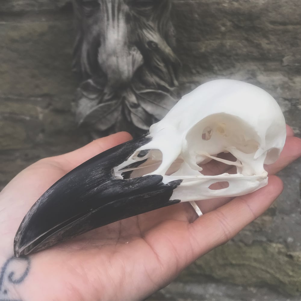 Image of "Corvus Corax" British Raven Skull
