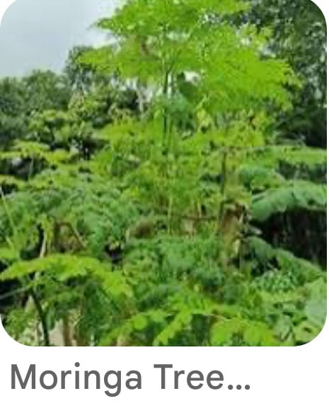 Moringa Powder 55 grams