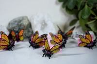 Image 4 of Monarch Butterflies
