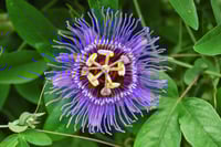 Image 2 of Passion flower