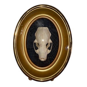 Image of Skull In Bubble Glass w/ Real Preserved Spider Web