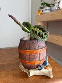 Image 2 of Prayer Plant in Pirate Barrel