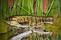Full Size Floater  - “Smallmouth”