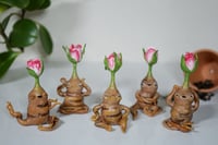 Image 3 of Baby Rosebud Mandrakes
