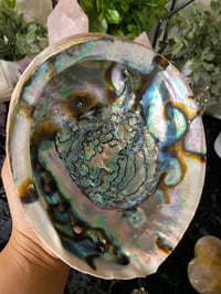 Image 2 of Extra Large Abalone Shell 