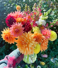 5 Mystery Dahlia Tubers