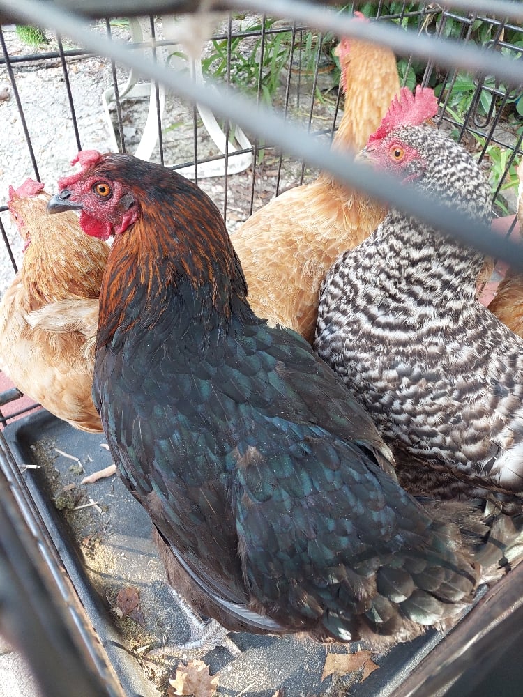 Image of HENS