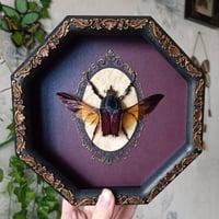 Image 1 of Giant Flower Beetle
