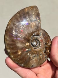 Image 10 of Purple Iridescent Ammonite Shell Fossil | Madagascar #3063
