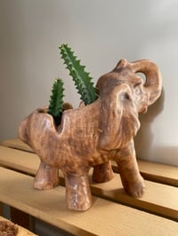 Image 4 of African Milk Tree in Ceramic Elephant