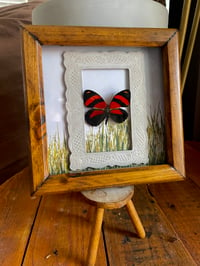 Image 1 of Red butterfly box 