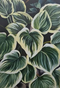 Image 3 of Hostas