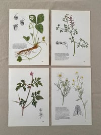 Image 2 of Illustrations botaniques (x4)