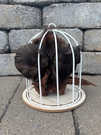 Image 3 of Mink Experiment (GONE WRONG)