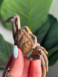 Image 3 of 15 MILLION YEAR OLD FOSSILIZED CRAB -MADAGASCAR- B