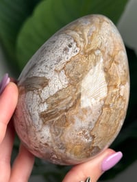 Image 2 of IBIS JASPER EGG -MADAGASCAR- C