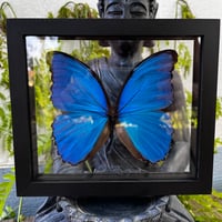 Image 2 of Blue Morpho Butterfly