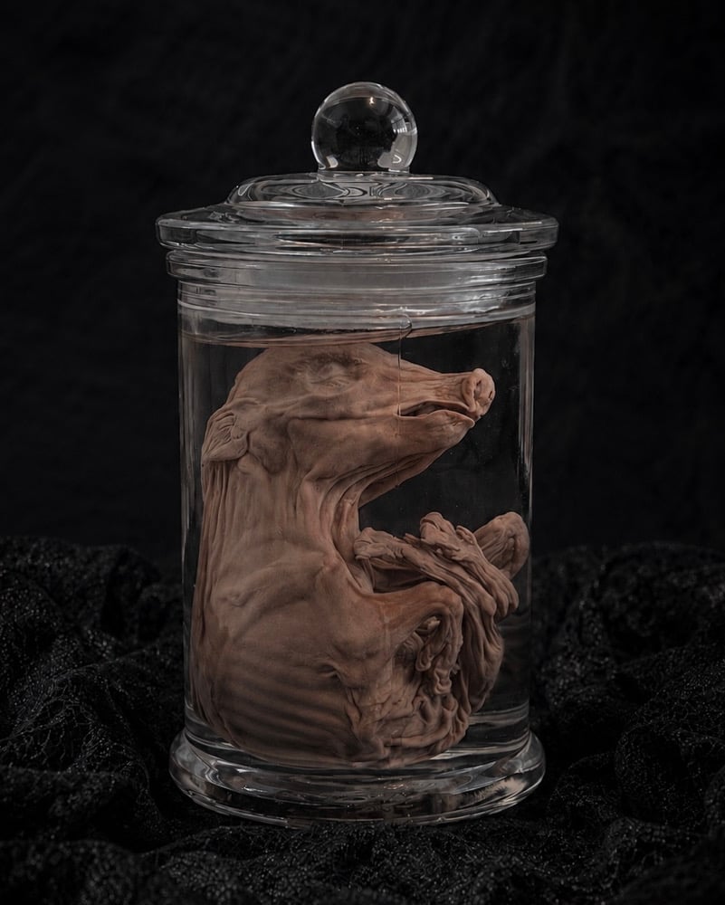 Image of Fetal Pig 