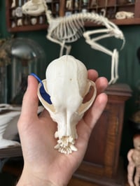 Image 5 of Pathological Dog Skull 1