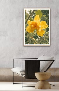 Image 5 of Hibiscus yellow