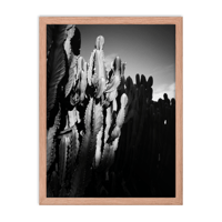 Image 3 of Cactus by Rosa Roth