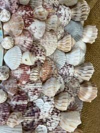 Image 10 of Seashell Mirror 32”