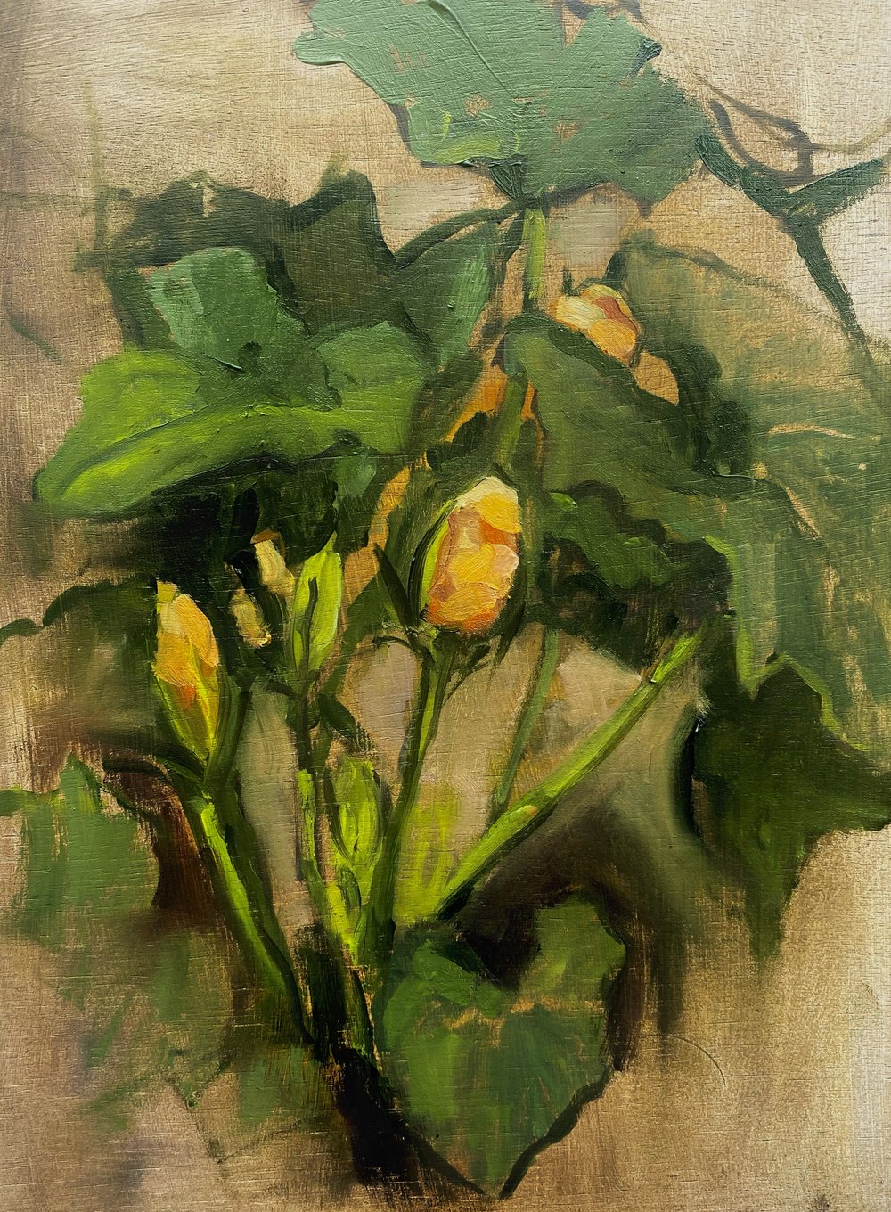 Image of Squash Blossoms 