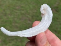 Image 1 of Rams Horn Selenite, Gypsum Specimen | Guizhou China #2867