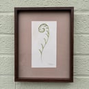 Image 1 of £50 originals - Curled Fern watercolour