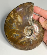 Image 18 of Large Purple Iridescent Ammonite Fossil #2443