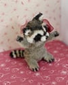 Lily the raccoon